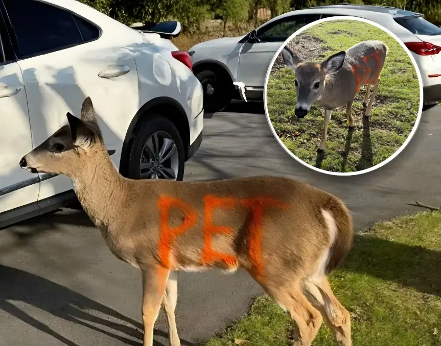 Police Search for Person Who Spray-Painted “PET” on Wild Deer in Bizarre Attempt to Protect It