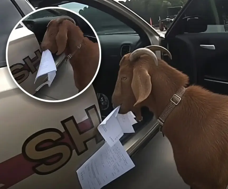 Loose Goat Breaks Into Patrol Car, Eats Police Documents, Then Head-Butts Officer in Chaos-Filled Encounter