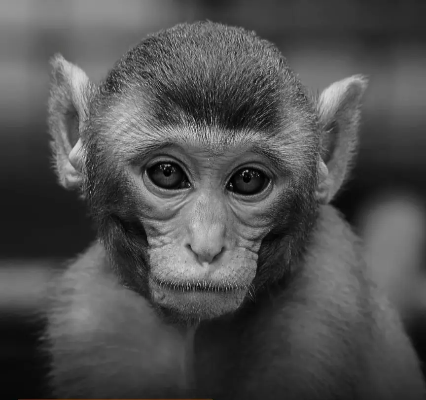 Why Monkey Testing Has Become a Global Debate