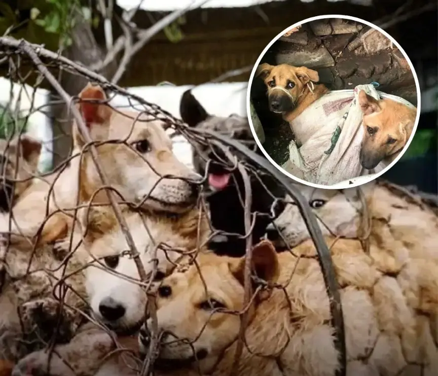 Jakarta Announces Ban on Dog and Cat Meat Trade, Marking a Major Shift in Animal Welfare Efforts