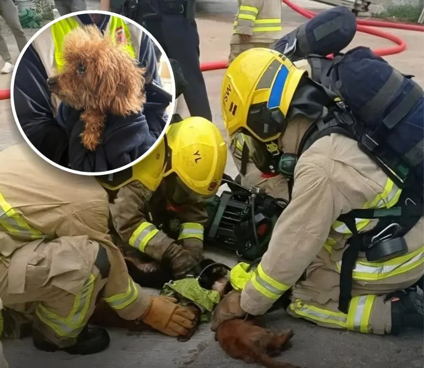 Firefighters in Hong Kong Rescue Multiple Pets From Apartment Fire in Emotional Operation
