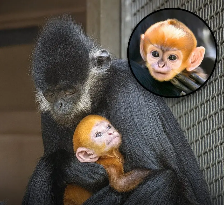 Oklahoma City Zoo Celebrates Birth of Rare Golden Baby Monkey That Is Melting Hearts Online