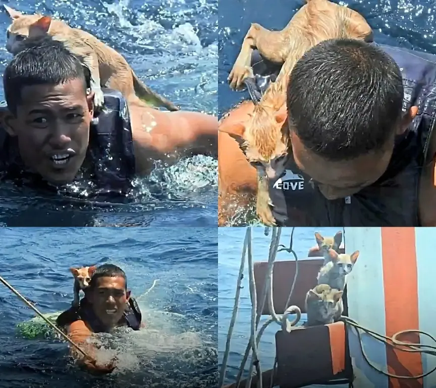 Thai Navy Sailor Risks His Life to Save Four Cats From Burning Ship Near Koh Adang