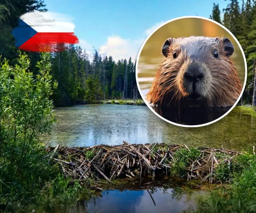 Beavers Build Dam in Just Two Days After Czech Government Spent Years Planning One