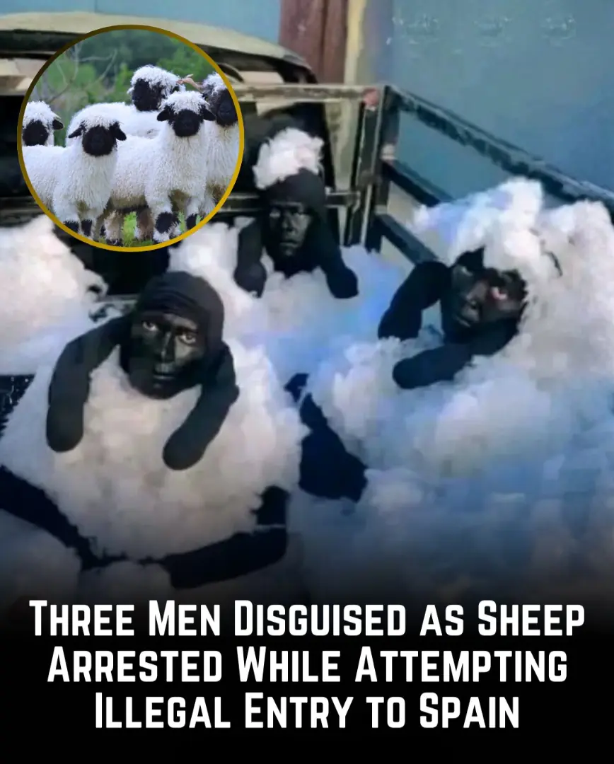 Three Men Disguised as Sheep Arrested While Allegedly Attempting Illegal Entry Into Spain