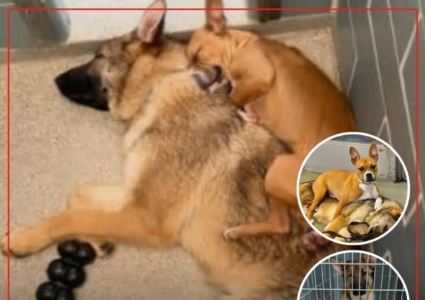 Bound by Survival: The Unbreakable Bond Between Two Dogs Who Refused to Leave Each Other Behind