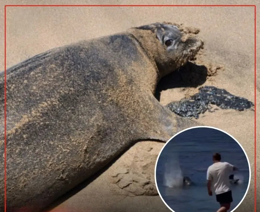 Hawaii Locals Outraged After Tourist Allegedly Harasses Endangered Monk Seal