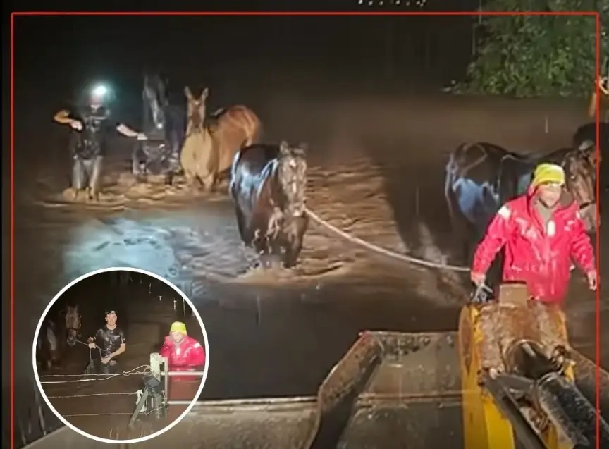 15 Horses Saved From Rising Floodwaters During Dramatic Midnight Rescue