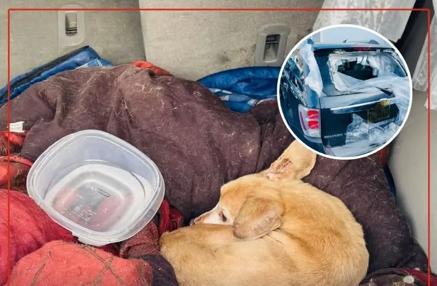 Pit Bull Saved From Euthanasia List Gets Miracle Second Chance