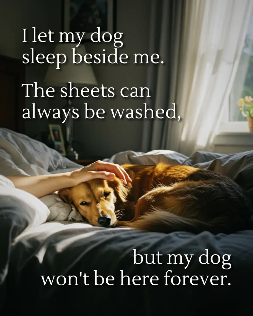 “The Sheets Can Be Washed, But My Dog Won’t Be Here Forever”