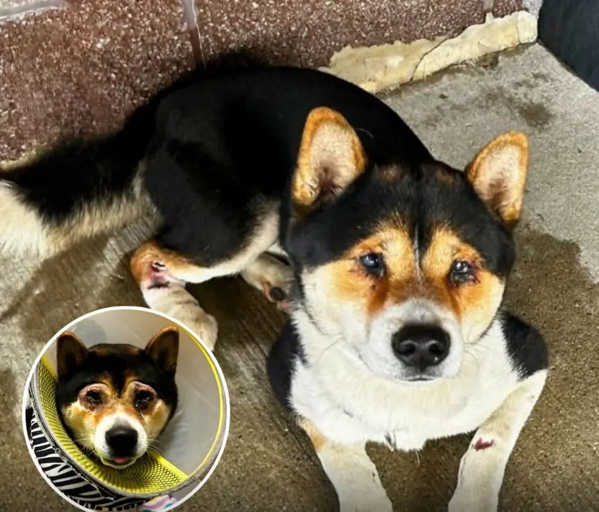 Despite Terrible Injuries, “Happy” the Dog Refuses to Give Up on Life