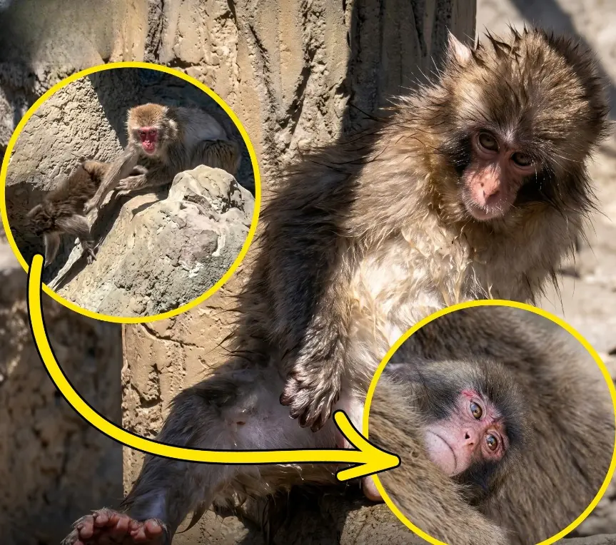 Little Punchy Sat There Quietly… And Visitors Could Immediately Tell Something Was Wrong
