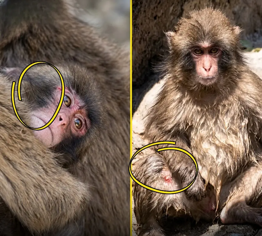 Visitors Noticed the Bruises on Little Punchy Immediately… And Hearts Sank Across the Zoo
