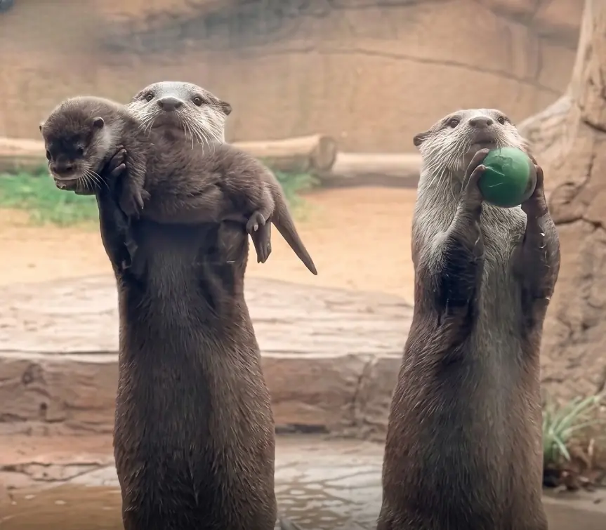 The Entire Zoo Started Laughing When the Otter Dad Proudly Showed Off His “Treasure” Next to Their Baby