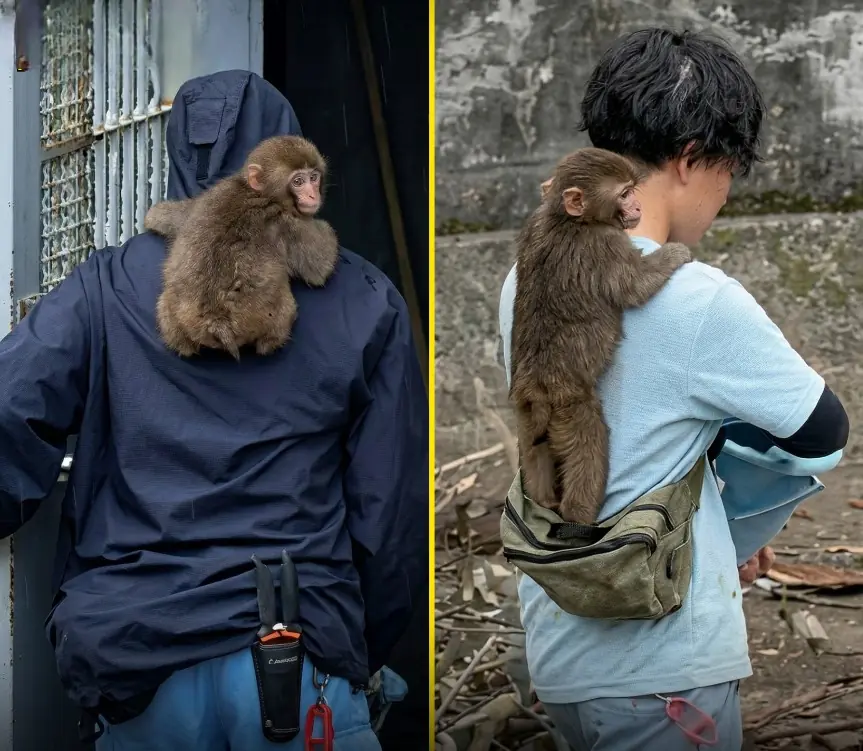 Punchy Refuses to Sleep Anywhere Except on His Caretakers’ Shoulders… And Honestly It’s the Sweetest Thing Ever