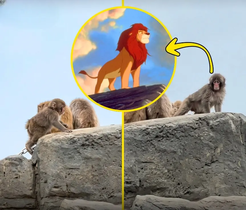 Little Punchy Finally Reached the Top of “Saruyama Mountain”… And He Looked Like the King of the Entire Zoo
