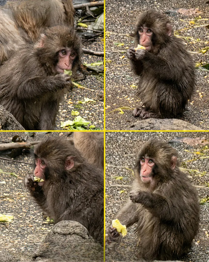 Watching Punchy Quietly Eat His Greens Might Be One of the Most Peaceful Moments at the Zoo