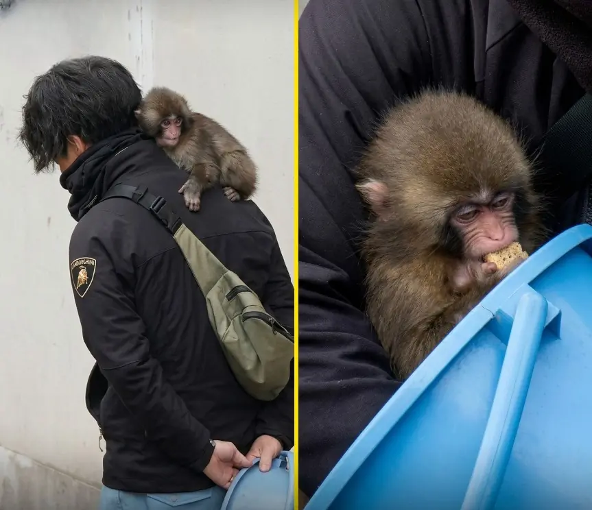 Little Baby Punch Has Completely Claimed His Caretaker as “Dad”… And Honestly It’s the Sweetest Thing Ever