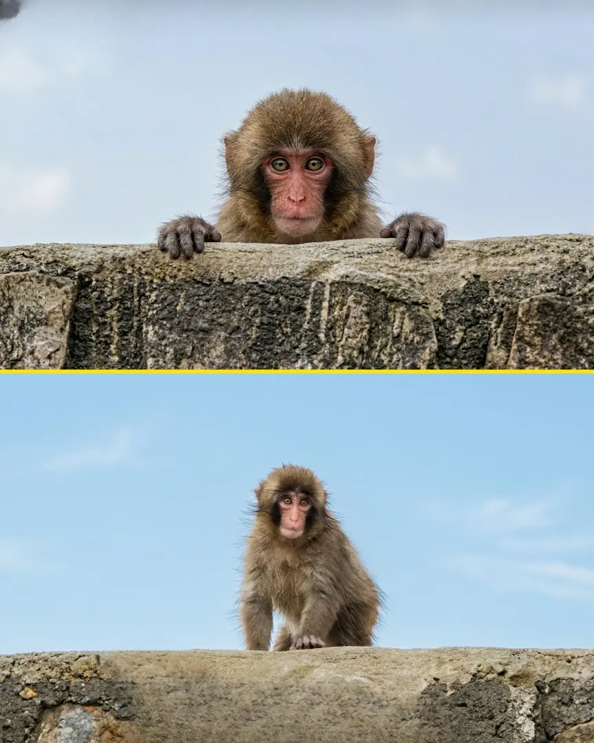 Little Punchy Finally Reached the Top of the Mountain… And Honestly, It Felt Bigger Than Just a Clim