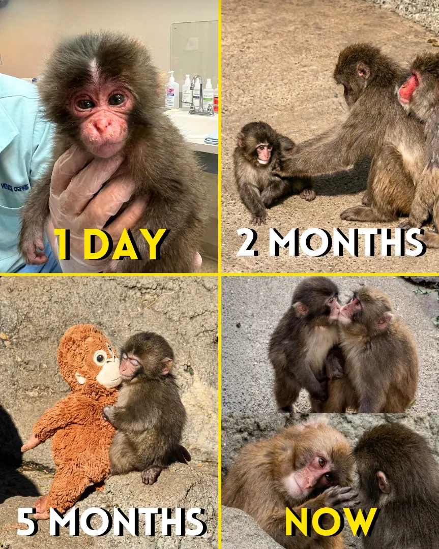 Eight Months Ago, Punchy Had Nothing but a Stuffed Doll to Hold Onto… Now He Finally Has a Family
