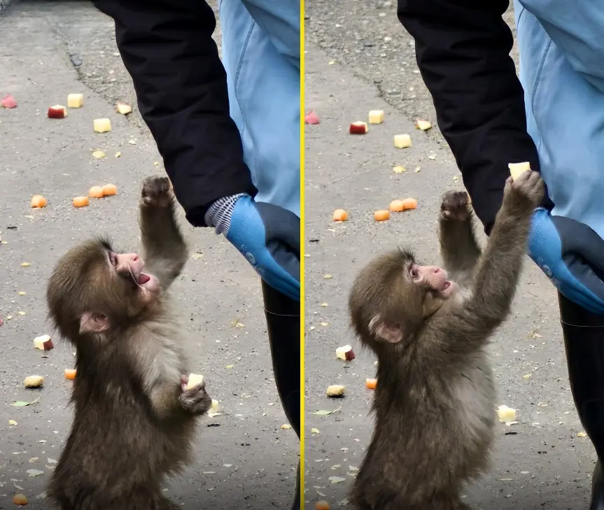 Baby Punchy sharing his snack with his caretaker might look like a small moment