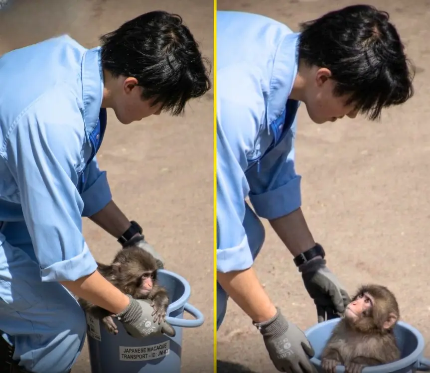 Baby Punchy Living the VIP Life Thanks to the Human Who Refused to Give Up on Him