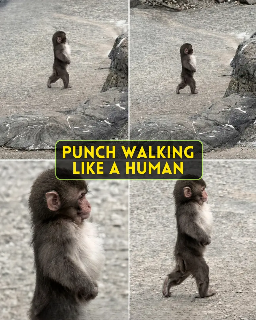 Punchy Decided Walking Like a Normal Monkey Wasn’t Fancy Enough Anymore