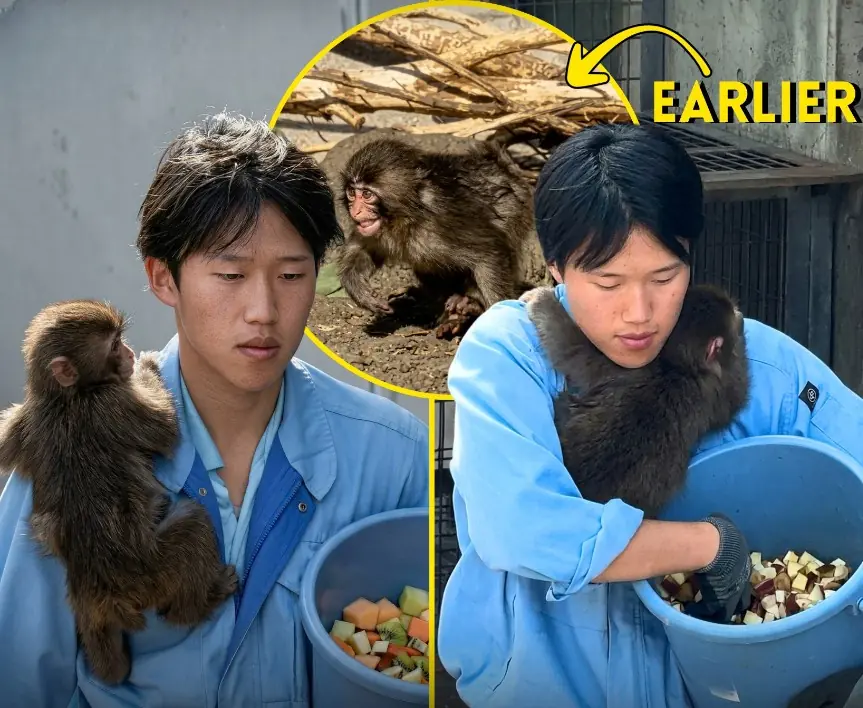 Little Punchy Ran Straight to His Human Dad After a Scary Moment With an Adult Monkey