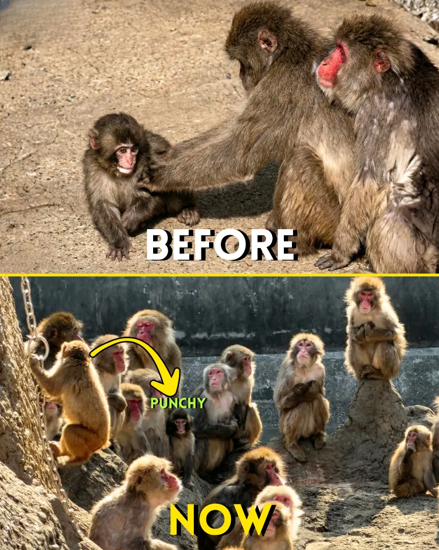 Little Punchy’s Transformation From Lonely Orphan to Beloved Family Member Has Everyone Emotional