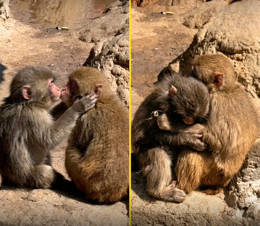 Little Punchy Was Finally Spotted Kissing and Cuddling His Girlfriend…