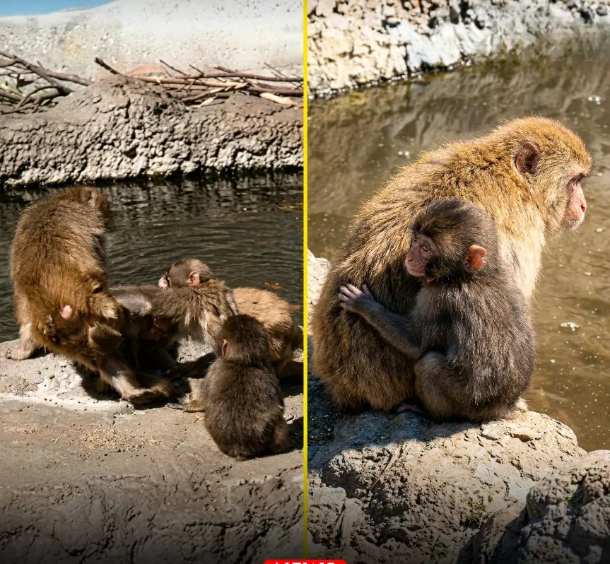 Little Punchy Is Now Comforting Another Monkey Who Got Pushed Away… And Honestly, This Full-Circle Moment Is Breaking Everyone’s Heart