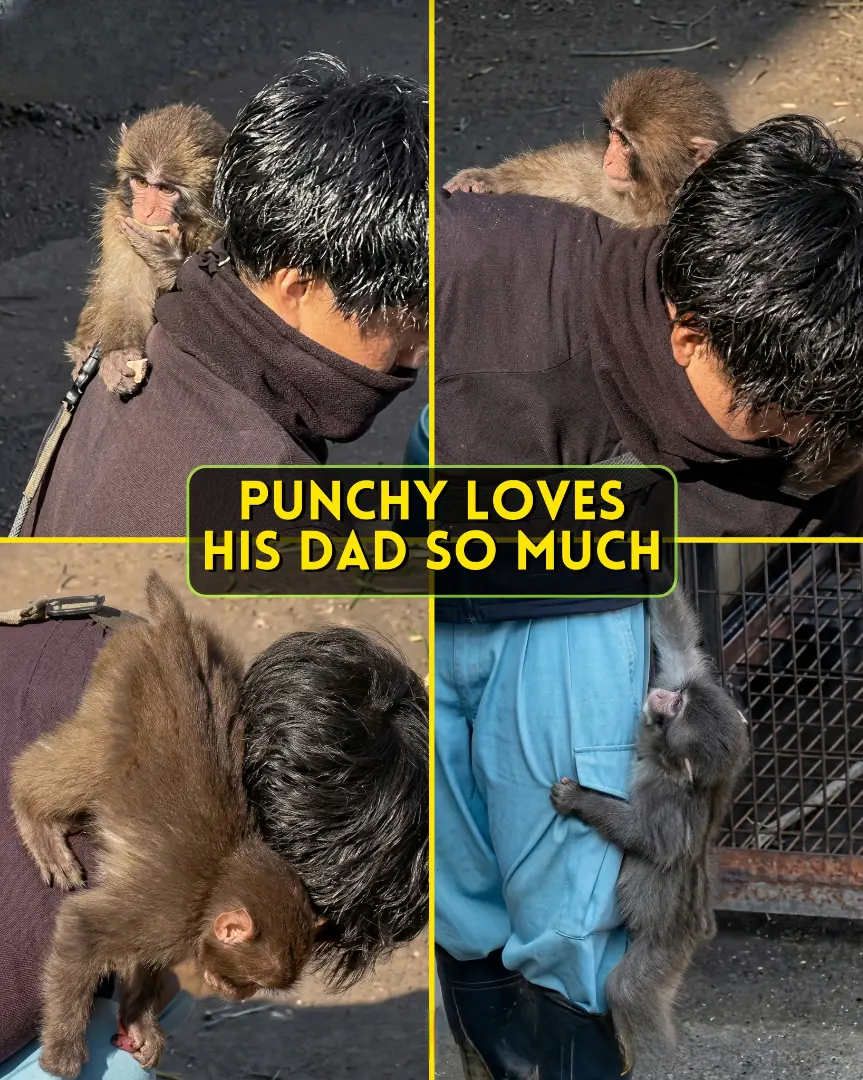 Little Punchy Loves His Dad So Much… And Honestly, Their Bond Might Be One of the Sweetest Things on Monkey Mountain