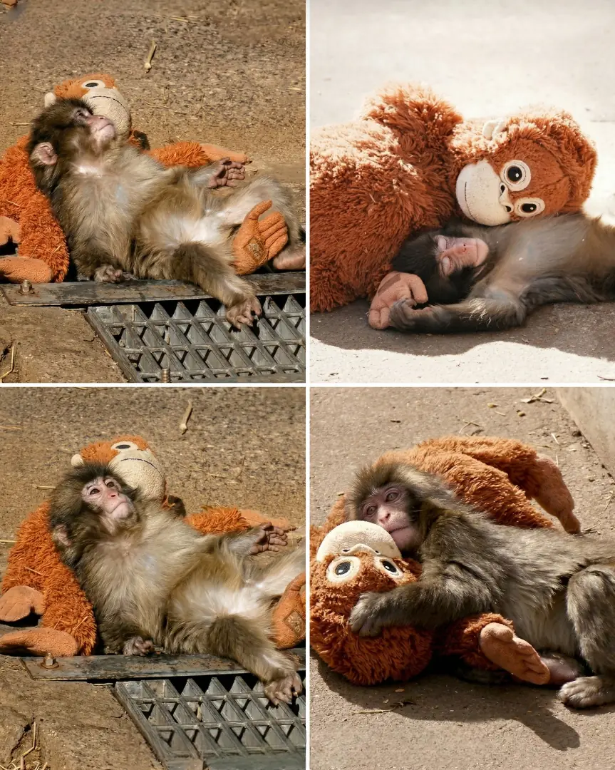 Little Punchy Still Sleeps With His Mama Doll… And Honestly, It Might Be the Most Emotional Part of His Story