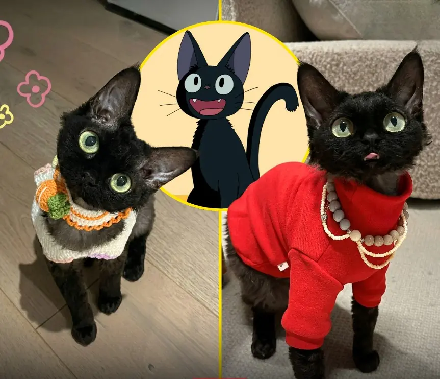 This Tiny Black Cat Looks Exactly Like Jiji From Kiki’s Delivery Service… And Honestly, The Internet Is Completely Obsessed