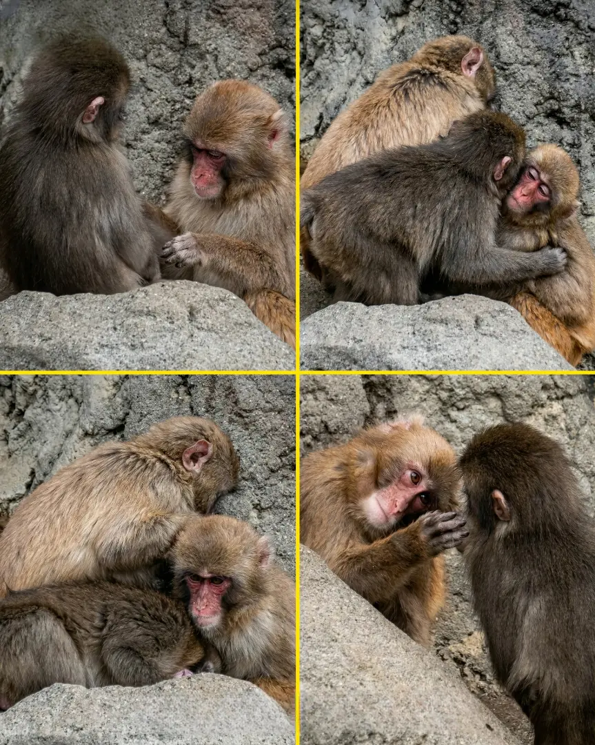 Watching Little Punchy Comfort Older Monkeys Feels Like Seeing His Entire Story Come Full Circle