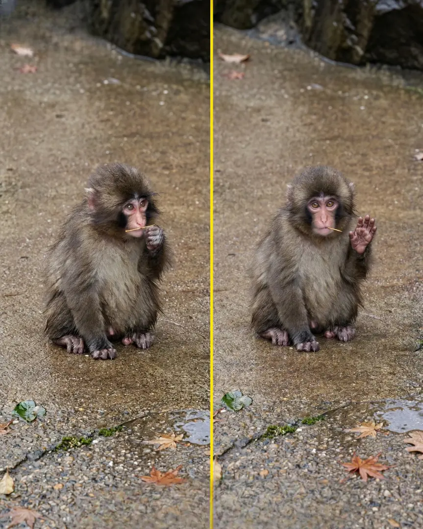 Little Punchy Has Officially Become the Tiny Mafia Boss of Monkey Mountain… And Honestly, Nobody Can Handle This Energy
