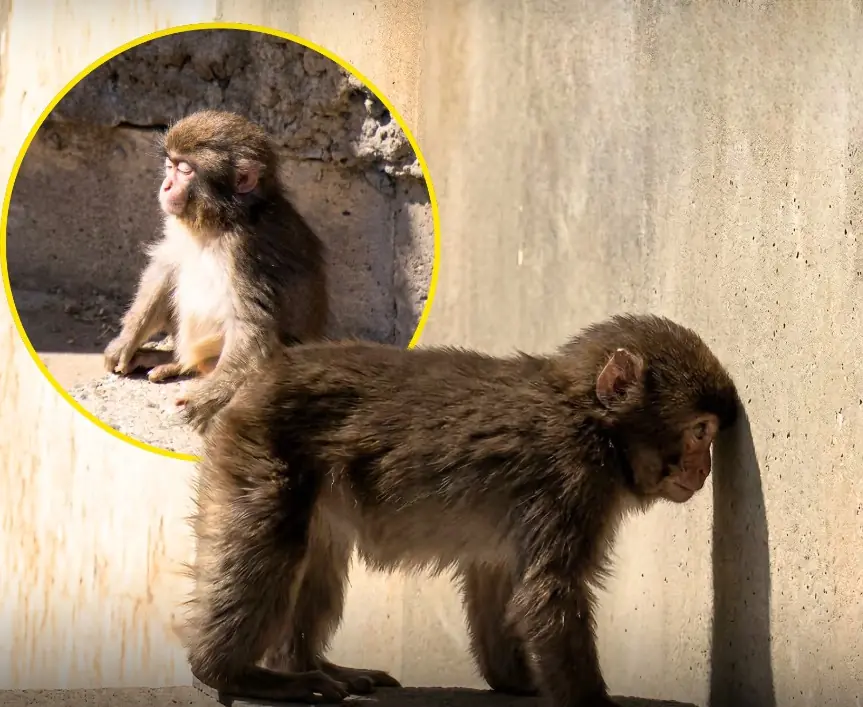 Little Punchy Is Already Bored of Sitting in the Zoo — And Everyone Can See It