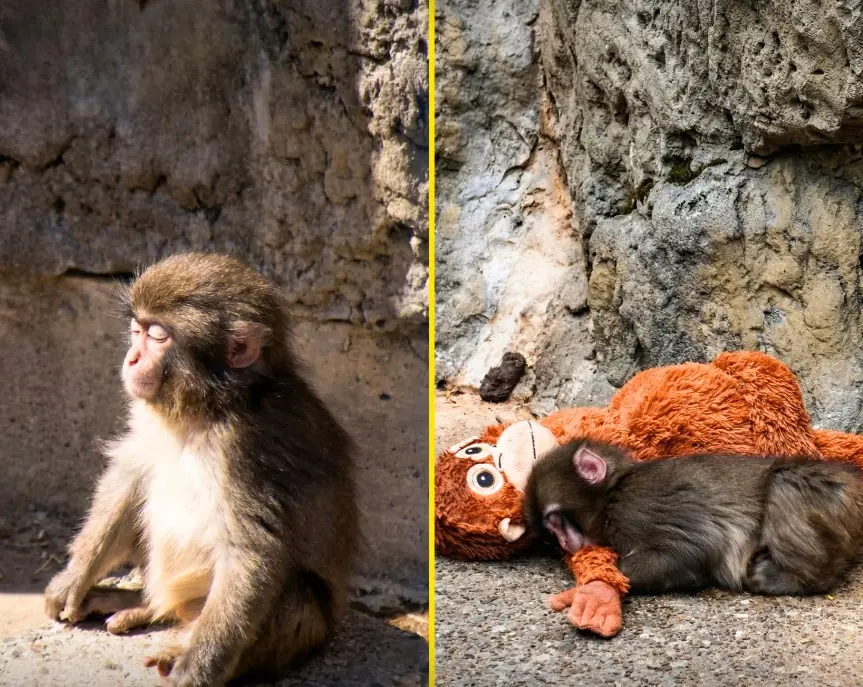 Punchy Is Finally At Peace in the Ichiwika Zoo — And People Are Emotional Over His Transformation