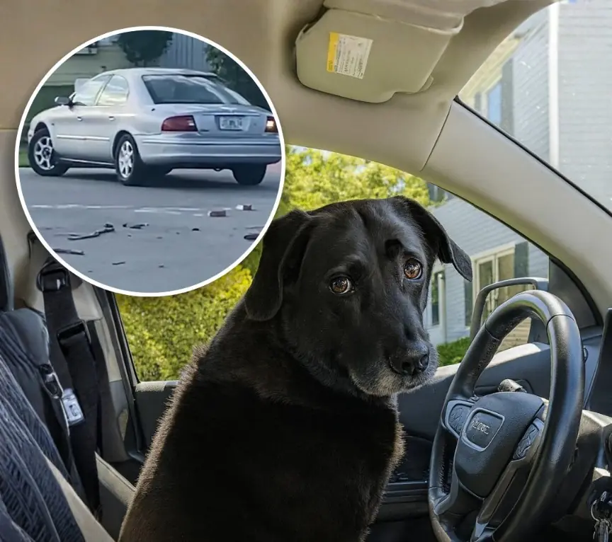 When Man’s Best Friend Takes the Wheel: The Florida Dog That Drove in Reverse for Nearly an Hour