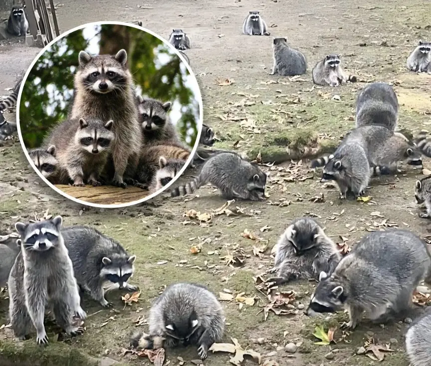The Great Raccoon Standoff: Over 100 Hungry Raccoons Surround a Washington Woman’s Home