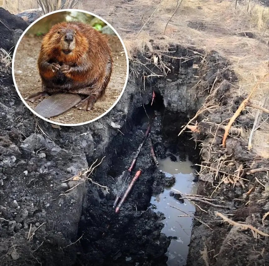 When Beavers Broke the Internet: The Wild Story Behind a Canadian Town’s Massive Outage