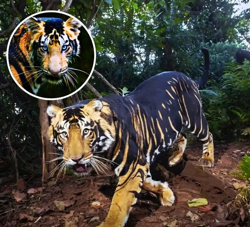 The Ghost of the Jungle: Rare Black Tiger Spotted Roaming Odisha’s Forests