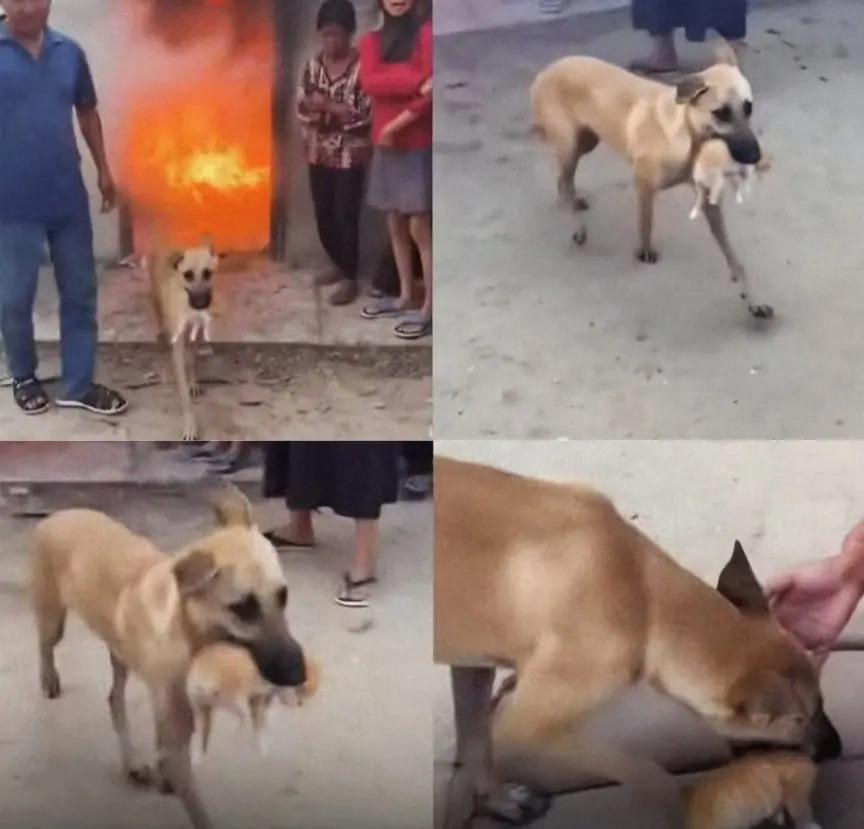 A Hero With Four Legs: Brave Dog Runs Into Burning House to Save Trapped Kittens