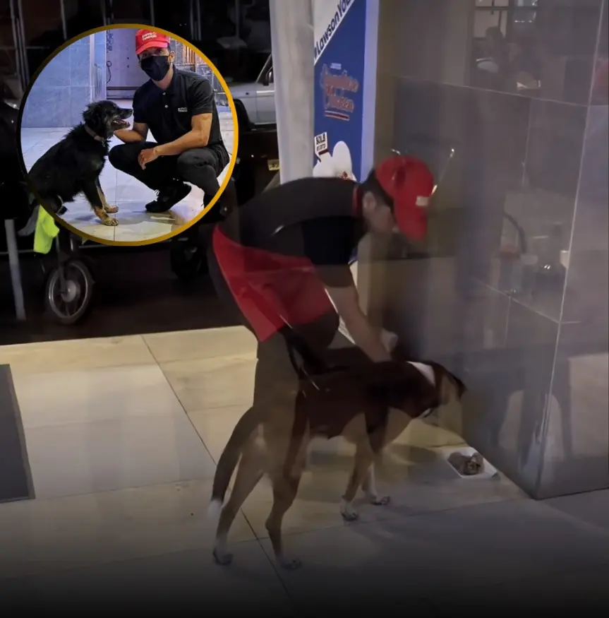 Fired for Feeding a Stray Dog: The Story That Broke Millions of Hearts Online